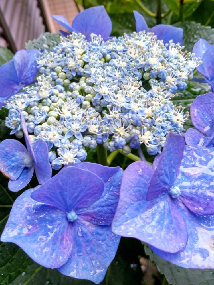 アジサイの投稿画像 By ミキさん 紫陽花とガクアジサイとがく紫陽花とあじさいと鉢植えと青い花と梅雨 月6月16日 Greensnap グリーンスナップ
