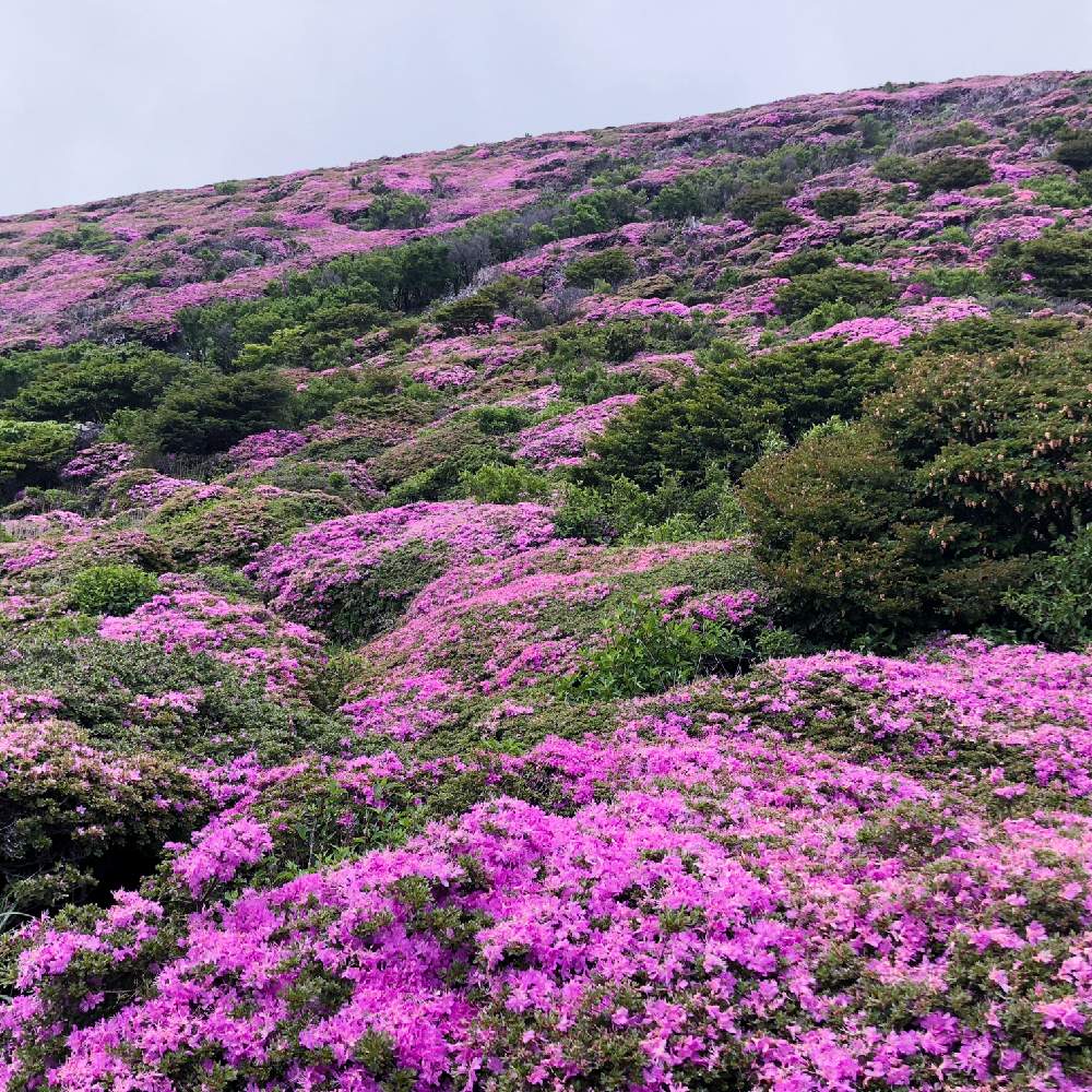 ミヤマキリシマの投稿画像 By よっぴ さん 山野草と花の美しさを撮りたいと高山植物 夏と野花好きと花のある暮らしと山女 月6月16日 Greensnap グリーンスナップ