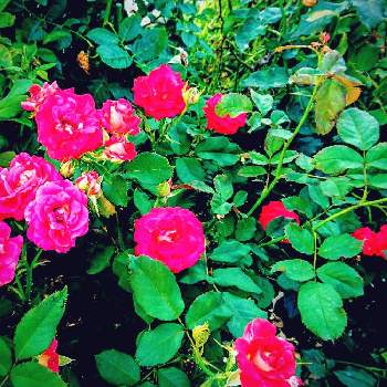 薔薇は憧れの画像 by サタティさん | 道端徘徊同盟と薔薇は憧れと四条西院シリーズと絵画のようにと葉の色合いと京の都と黄昏の一時