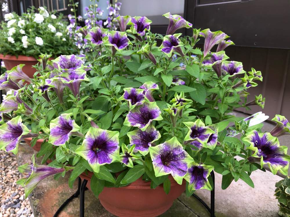 ペチュニア紫翠の投稿画像 By みつこさん 小さな庭と切り戻し後とおうち園芸と大人なペチュニアとガーデニングと花のある暮らしとサフィニア ペチュニア と切り戻し後とおうち園芸と大人なペチュニアとガーデニングと花のある暮らしとサフィニア ペチュニア 月6月