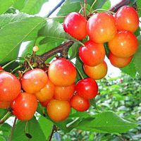 サクランボ,可憐,鮮やか ,元気色,接写の画像