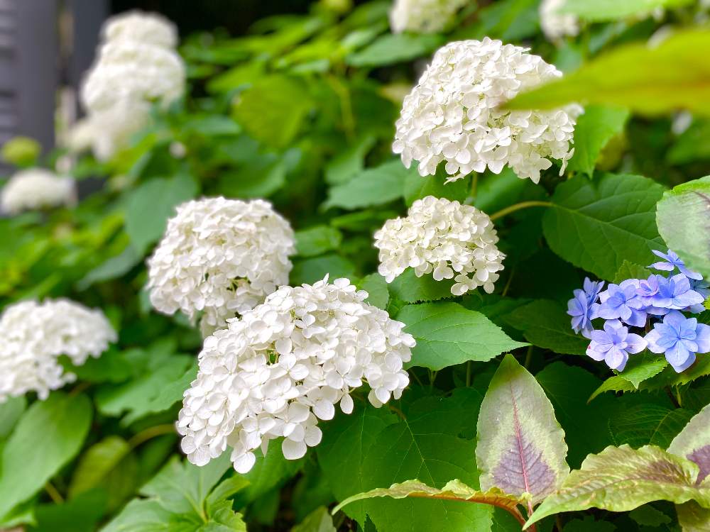 アナベルの投稿画像 By ミニマさん 開花中と植物のある暮らしとおうち園芸と日陰庭とアジサイ 紫陽花と花のある暮らしと秋冬は暗黒時代 月6月16日 Greensnap グリーンスナップ