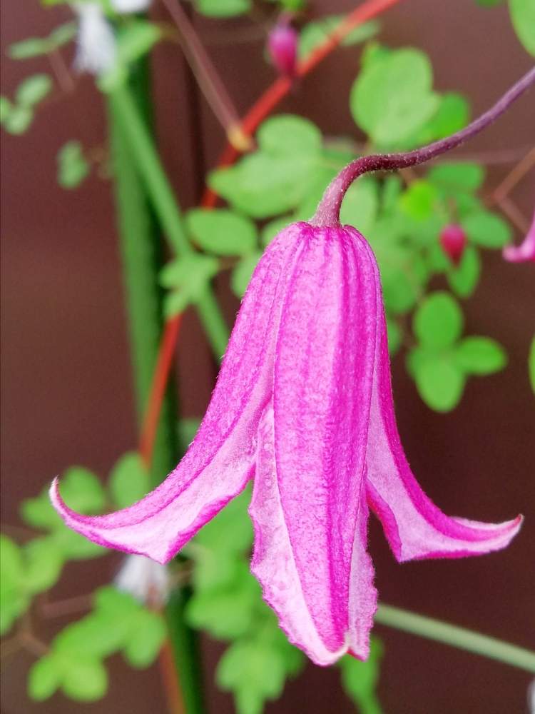 クレマチスの投稿画像 By モコモコ さん 踊場と素敵な花とおうち園芸と植えっぱなしとピンクのお花と花のある暮らしとかわいい花 月6月16日 Greensnap グリーンスナップ