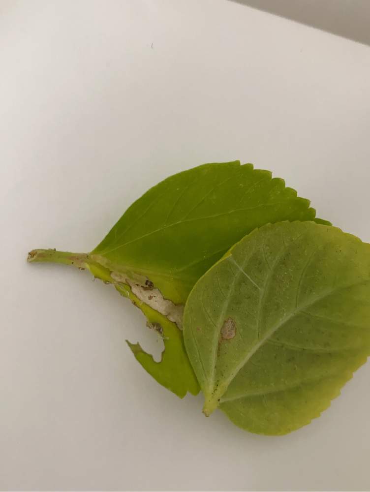 ハイビスカスの葉の芋虫の投稿画像 By Yukiさん 月6月16日 Greensnap グリーンスナップ