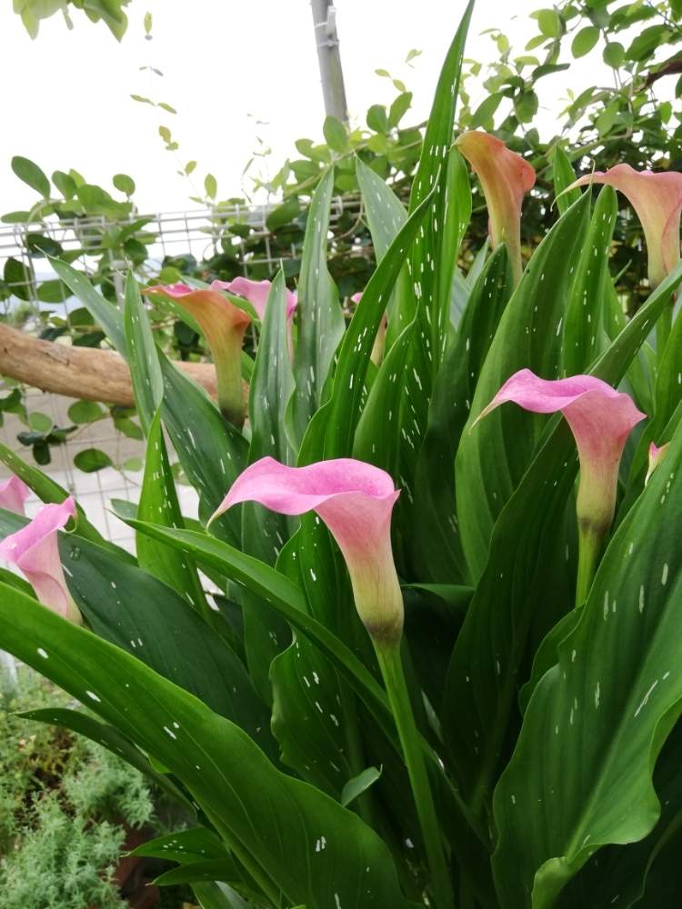 カラーの投稿画像 By メメさん 6月の花とピンクの花と虫が来ない花とおうち園芸といけばなと花のある暮らしと6月の庭と切り花 月6月16日 Greensnap グリーンスナップ カラーの投稿画像 By メメさん 6月の花とピンクの花と虫が来ない花とおうち園芸といけばなと花のある暮らしと6月の庭と切り花 月6月16日 Greensnap グリーンスナップ