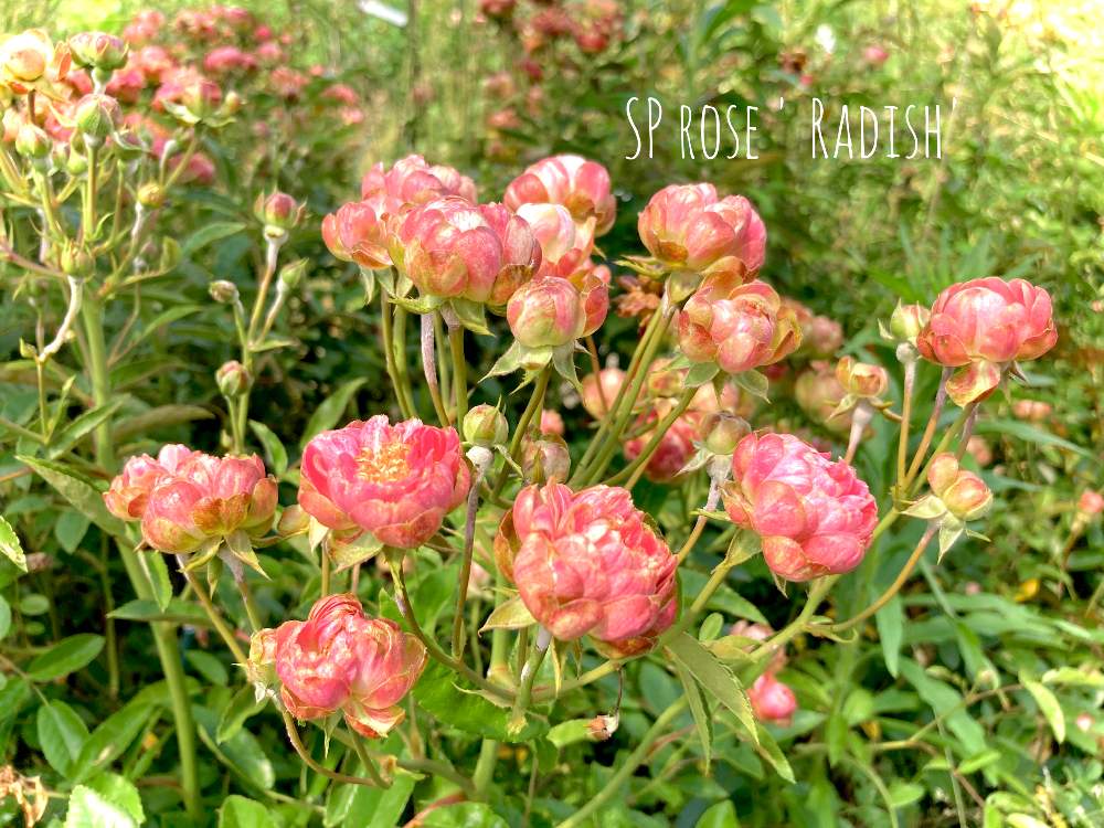 スプレーローズ ラディッシュの投稿画像 By Miccoさん ばら バラ 薔薇と スプレーバラとミニチュアローズ とバラが好きとgsでバラ園と バラ ミニバラ 月6月16日 Greensnap グリーンスナップ