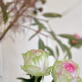 バラ アルヌワブランの投稿画像一覧 Greensnap グリーンスナップ