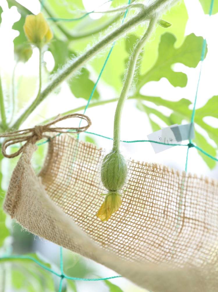 紅小玉アグネスの投稿画像 By Casha Cashaさん はじめてのスイカ栽培とおうちde菜園とハイポニカとおうち園芸とすいかの水耕栽培と水耕栽培ときょうのベランダ 月6月16日 Greensnap グリーンスナップ