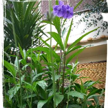 グロッソの画像 by リベカさん | 小さな庭とわが家の観葉植物❢とグロッソと紫ルエリアとGSの皆さんに感謝❣️とお花のある生活とルエリア・パープルシャワー