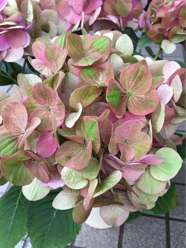 紫陽花の投稿画像 By さくらこさん アジサイ マジカルグリーンファイヤーと紫陽花マジカルとアジサイ 紫陽花と笑顔になれる 月6月16日 Greensnap グリーンスナップ