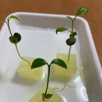 アートな野菜,葉葉葉,キッチンの画像