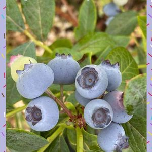 ブルーベリーの実,実のなる木,オーガニック野菜 ,美味しい果物,我が家の花畑の画像