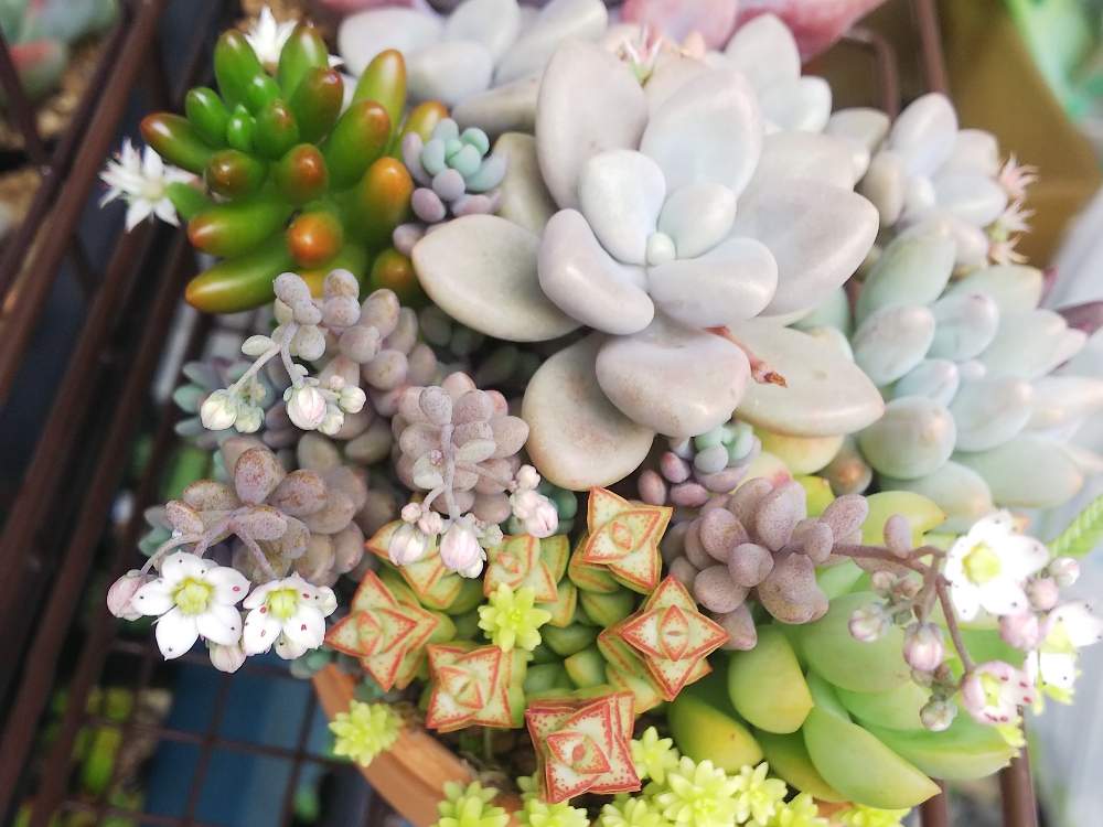 パープルヘイズの投稿画像 By Kさん いやしと寄せ植えと多肉植物のある暮らしと多肉女子とげんきもらえますと多肉花芽と静岡県と多肉初心者 月6月16日 Greensnap グリーンスナップ