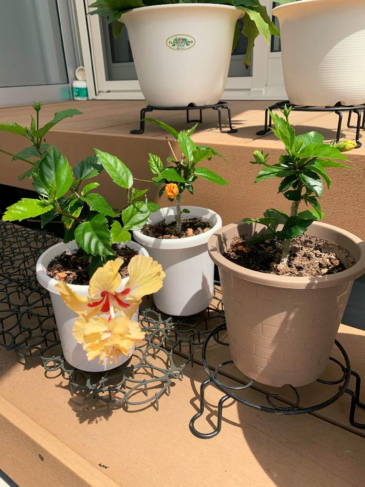 挿し木から成長の投稿画像 By カルさん ハイビスカスとフラミンゴ とおうち園芸 月6月16日 Greensnap グリーンスナップ