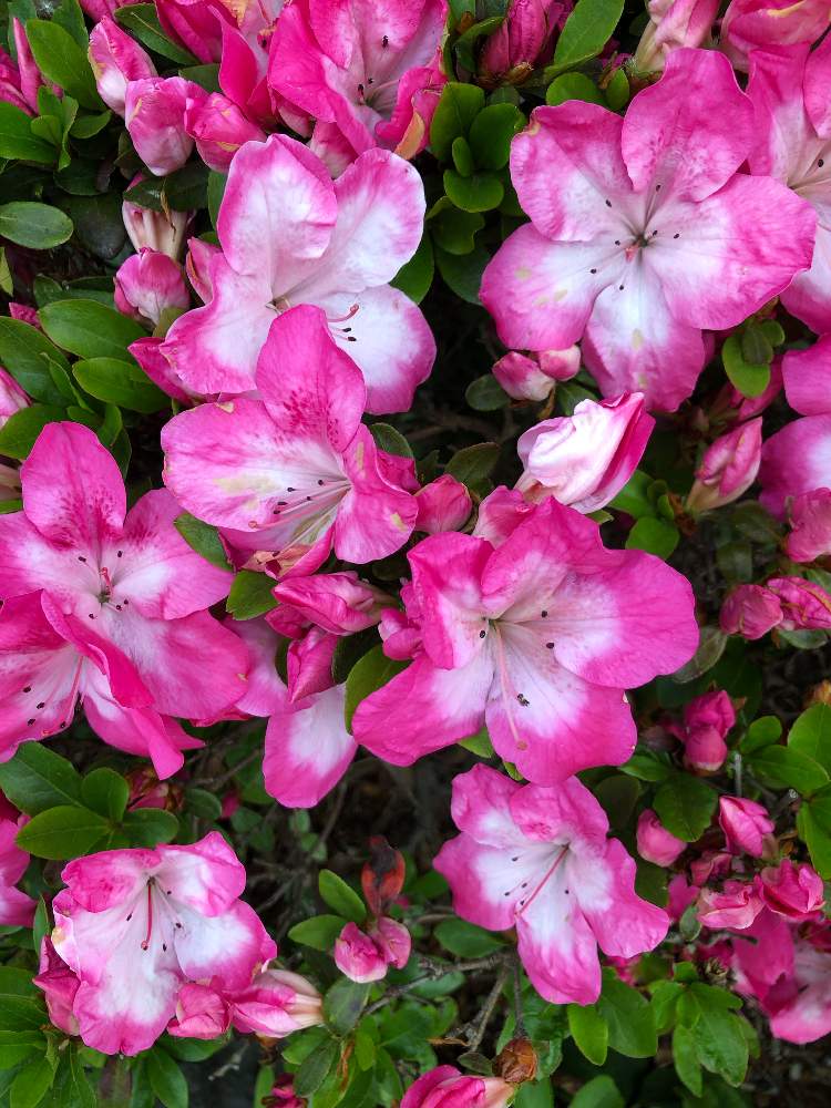 アザレアの投稿画像 By Yurukuさん 散歩とピンク色の花 と ビタミンf 月6月16日 Greensnap グリーンスナップ