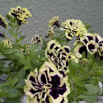 ペチュニアはなごろも黒真珠の投稿画像一覧 Greensnap グリーンスナップ