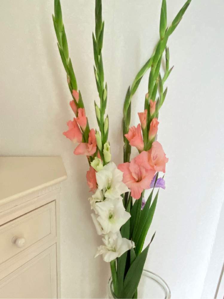 グラジオラスの投稿画像 By ベルさん 白い花と紫の花とピンクの花と花のある暮らし 月6月16日 Greensnap グリーンスナップ