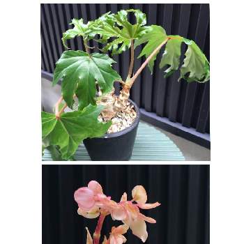 サクラベゴニアの投稿画像一覧 Greensnap グリーンスナップ