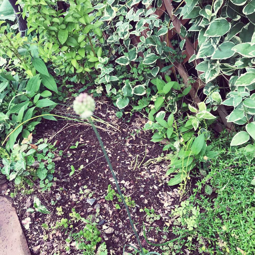 ありがとう丹頂の投稿画像 By Konatu さん マイガーデンとおうち園芸と夏の花壇と いいね ありがとうと花のある暮らしとアリウム丹頂 月6月16日 Greensnap グリーンスナップ