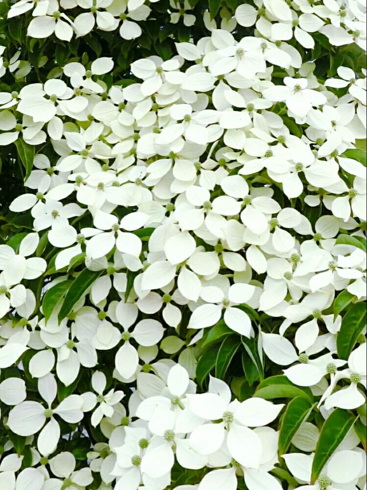 ヤマボウシの投稿画像 By ヒカリさん 白い花と街路樹の花と常磐山法師と常緑ヤマボウシ と白い花と街路樹の花と常緑ヤマボウシ 月6月16日 Greensnap グリーンスナップ Greensnap グリーンスナップ