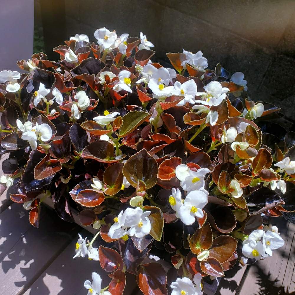 ベゴニアの投稿画像 By わらびもちさん 鉢植えのお花と花のある暮らしとガーデニング初心者とおうち園芸 月6月16日 Greensnap グリーンスナップ
