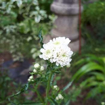 アキレア ノブレッサの投稿画像一覧 Greensnap グリーンスナップ