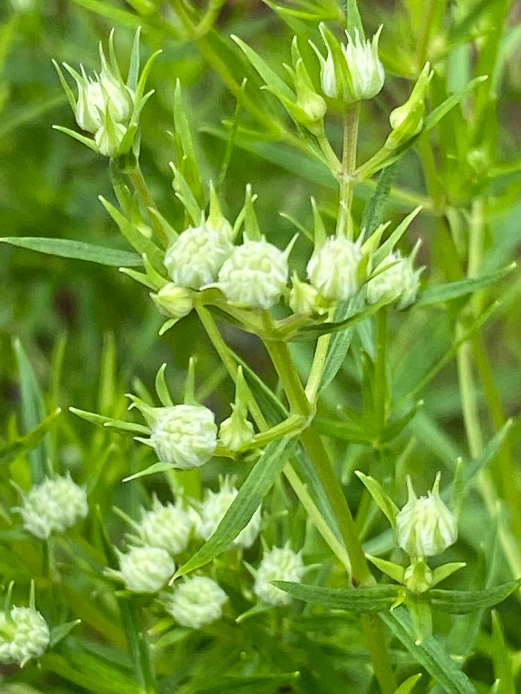 花のある暮らしの投稿画像 By N I Eさん ちいさなちいさな花と細葉 マウンテンミントと小さな庭と小さなお花と細葉マウンテンミント とちいさな花とお花に感謝と花のある暮らしとちいさなちいさな花と小さなお花と細葉マウンテンミントとちいさな花とお花に感謝 月6