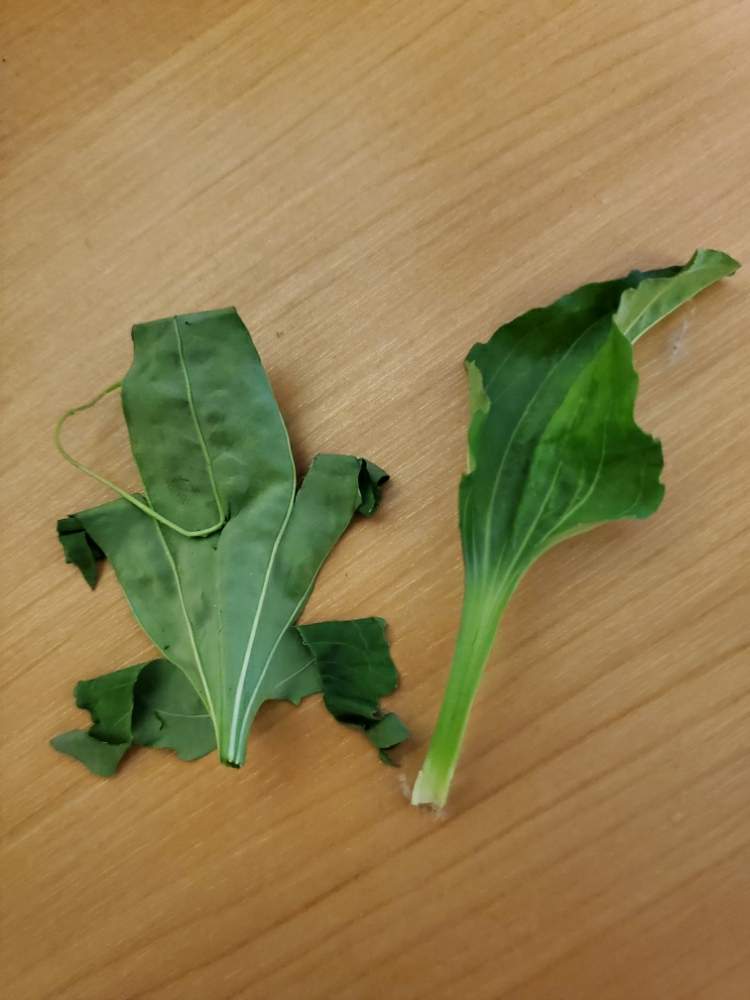 オオバコ 大葉子 の投稿画像 By 華子さん 山野草と道路脇と道端の草花と雑草と薬草 月6月16日 Greensnap グリーンスナップ