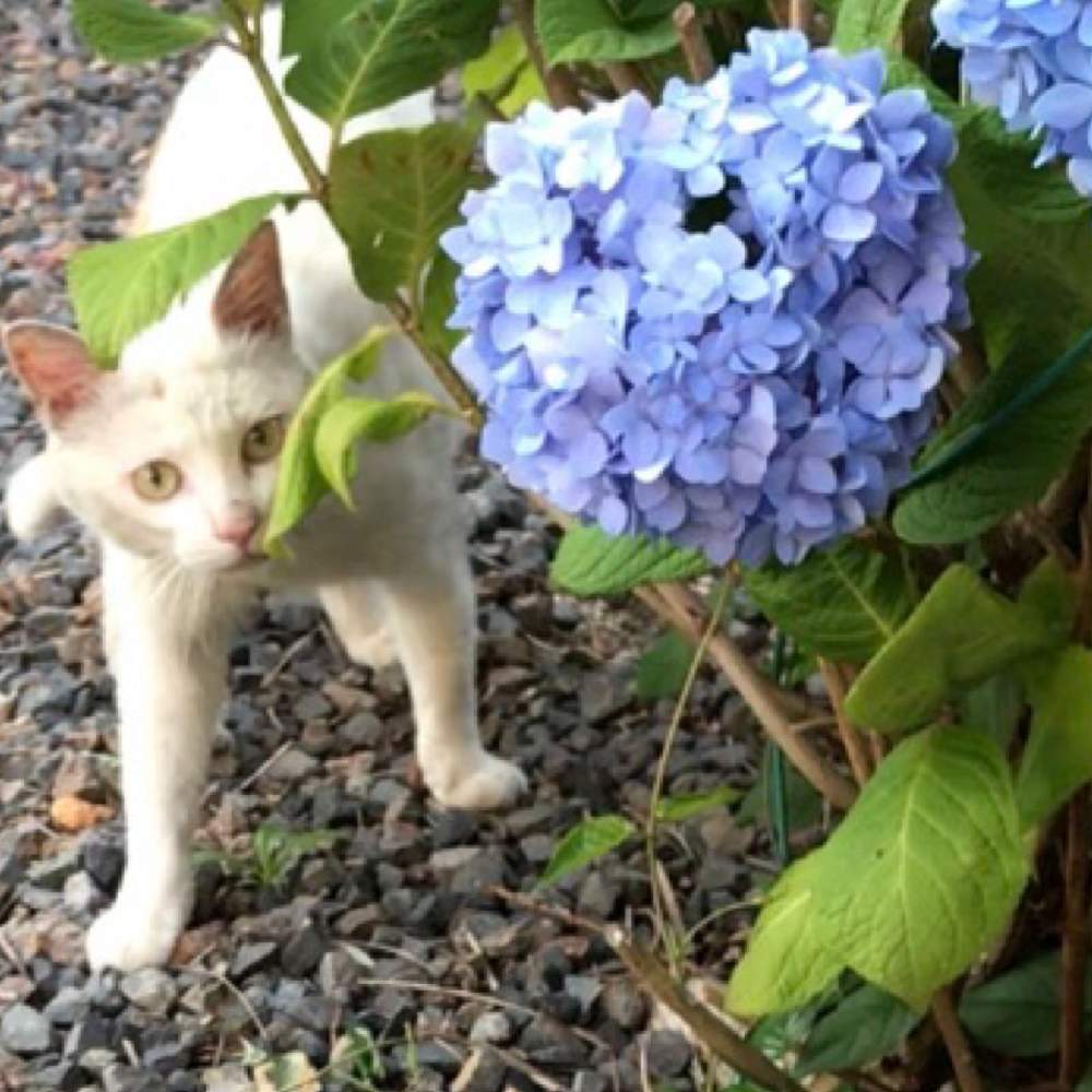 紫陽花の投稿画像 By Kazumi さん 大きな公園とさいた と犬の散歩コースと猫が好き 月6月16日 Greensnap グリーンスナップ