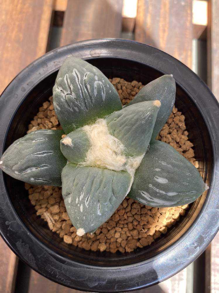 怒涛ロイヤルシワ疣花牡丹 来れる アリオカルプス 花牡丹 岩牡丹