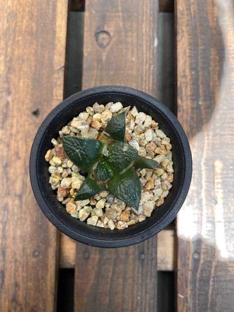 わたしとアリオカルプス 牡丹｜🍀GreenSnap（グリーンスナップ）