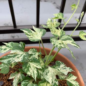 観葉あさがお 夏だよりの投稿画像一覧 Greensnap グリーンスナップ