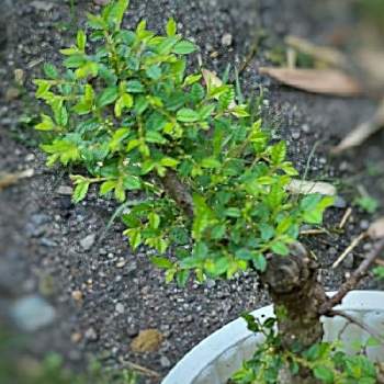 ハルニレの画像 by )ちしゃ(さん | ハルニレとミニ盆栽と小品盆栽と鉢植とウチの植物たちと盆栽