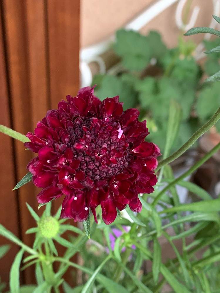 スカピオサ ボジョレーボンネットの投稿画像 By コキリさんちの庭 さん 渋い色とこんな時こそ花をとコロナに負けるな とスカビオサ と花のある暮らしと赤 紅 あか レッドと玄関と渋い色とこんな時こそ花をとコロナに負けるな とスカビオサ と花のある暮らしと赤