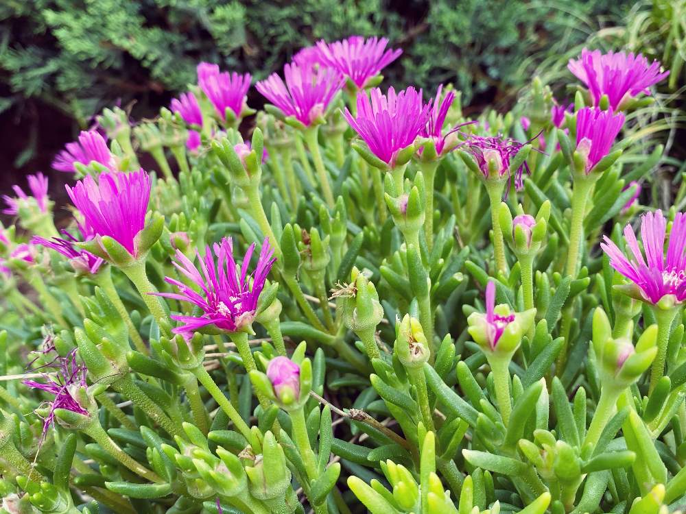 デロスペルマ 耐寒マツバギク の投稿画像 By Mocatocoさん おうち園芸とおうちde菜園 月6月16日 Greensnap グリーンスナップ