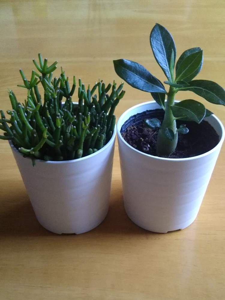 リプサリスの投稿画像 By ゆみさん アデニウムとアデニウム オベスムと多肉植物とダイソーとおうち園芸と多肉女子と多肉好きと花のある暮らし 月6月16日 Greensnap グリーンスナップ