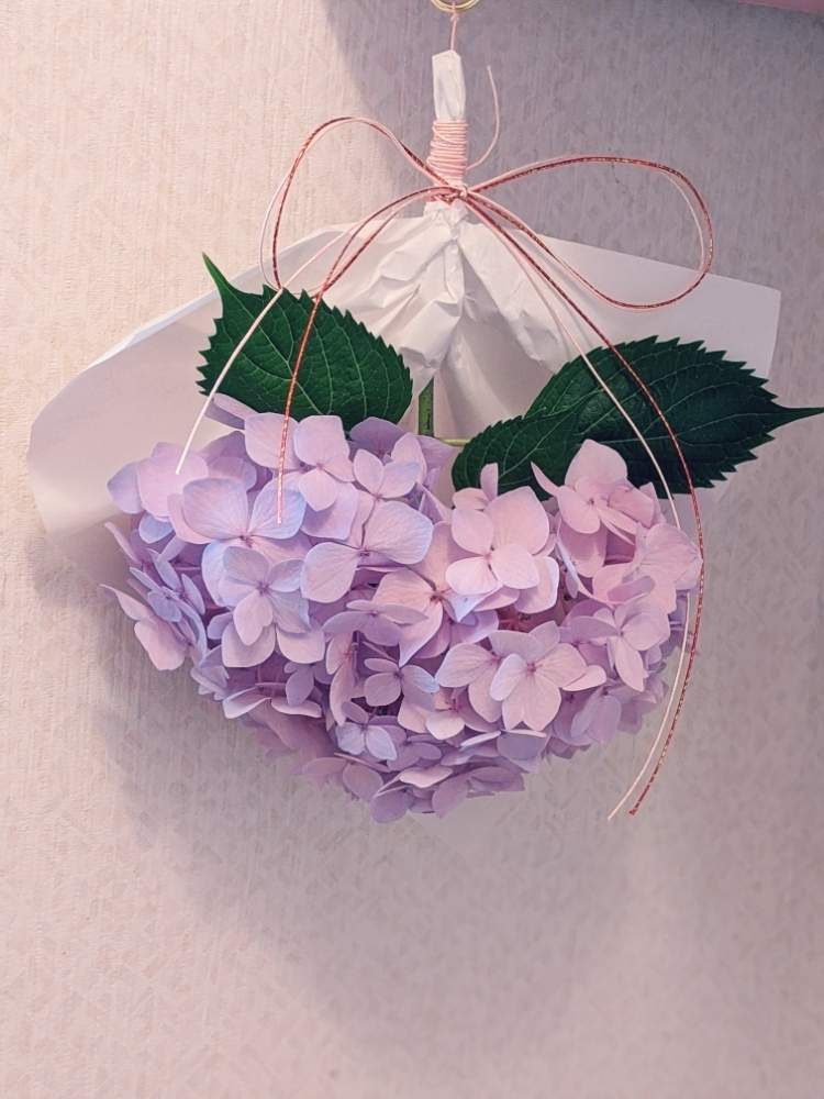 四季咲きアジサイ 霧島の恵の投稿画像 By あんこさん 紫陽花のおまじないとうれしい とわくわく とありがとう としあわせ とバス トイレと紫陽花の おまじないとうれしい とわくわく とありがとう としあわせ 月6月16日 Greensnap グリーン