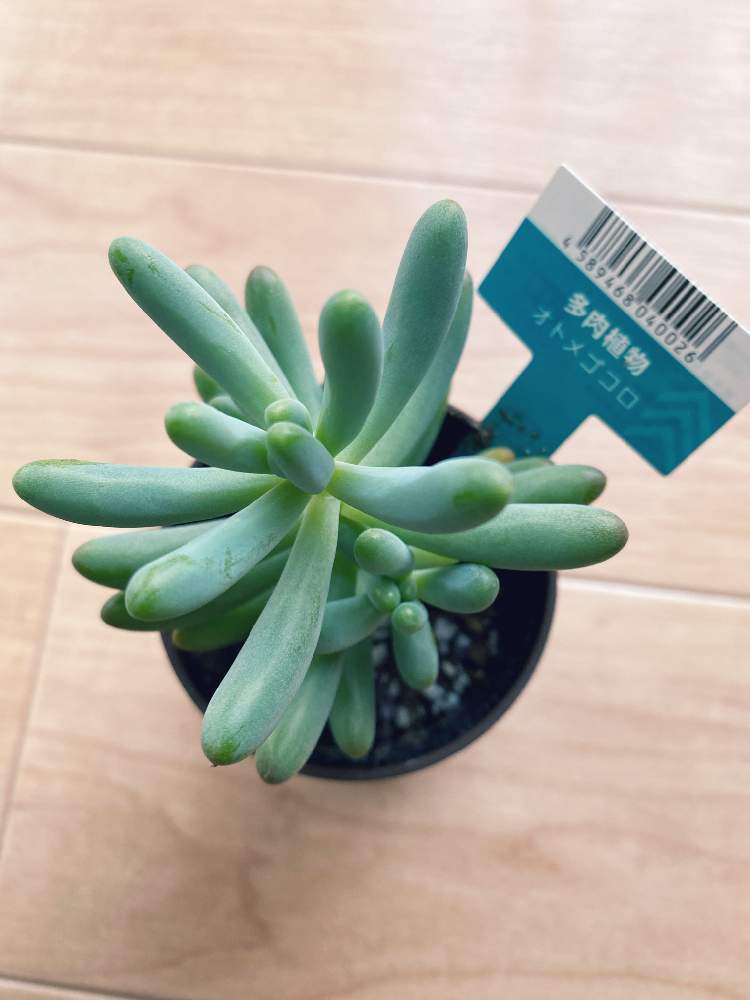 乙女心の投稿画像 By Mi さん セダム属と乙女心 と多肉植物とダイソー多肉と多肉大好きと多肉女子とオトメゴコロと多肉狩りと多肉多肉多肉とダイソー産 月6月16日 Greensnap グリーンスナップ