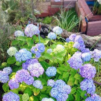 お手入れ簡単の投稿画像一覧 Greensnap グリーンスナップ