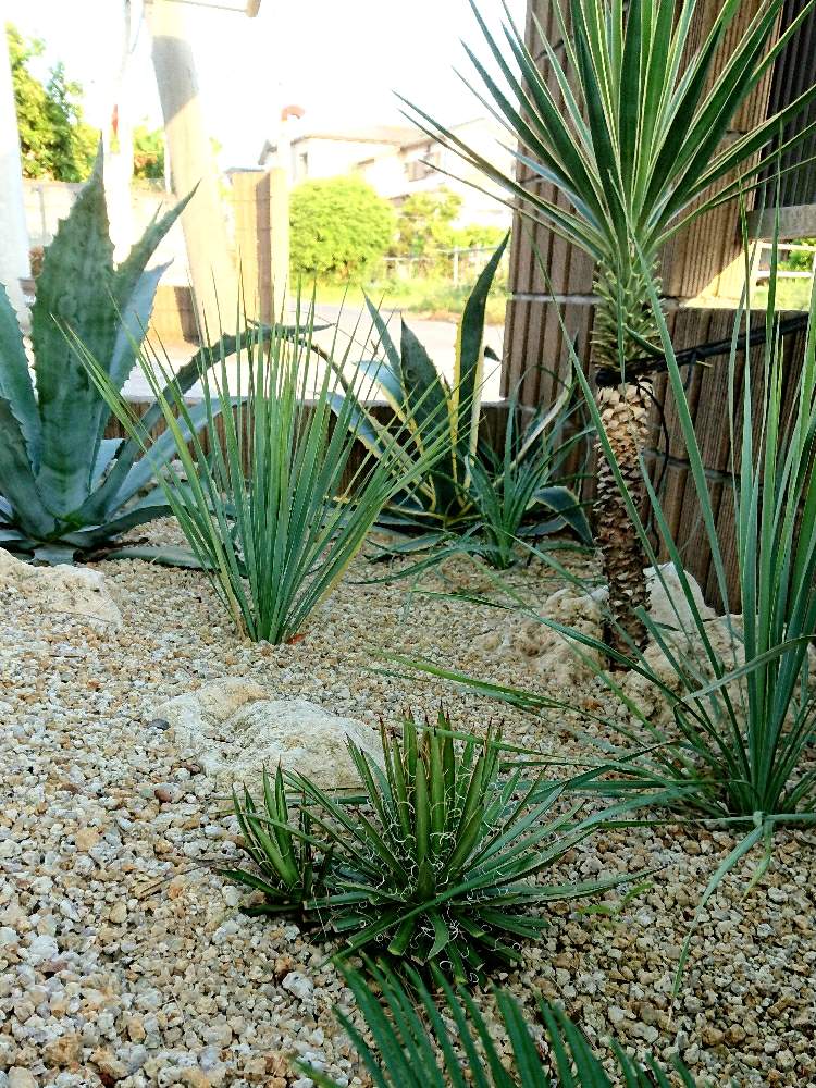 ドライガーデンの投稿画像 By T Gardenさん アガベ 乱れ雪とユッカロストラータ と ユッカ アロイフォリアとアガベ アメリカーナとダシリリオン グラウコフィルムとアガベ属 月6月16日 Greensnap グリーンスナップ