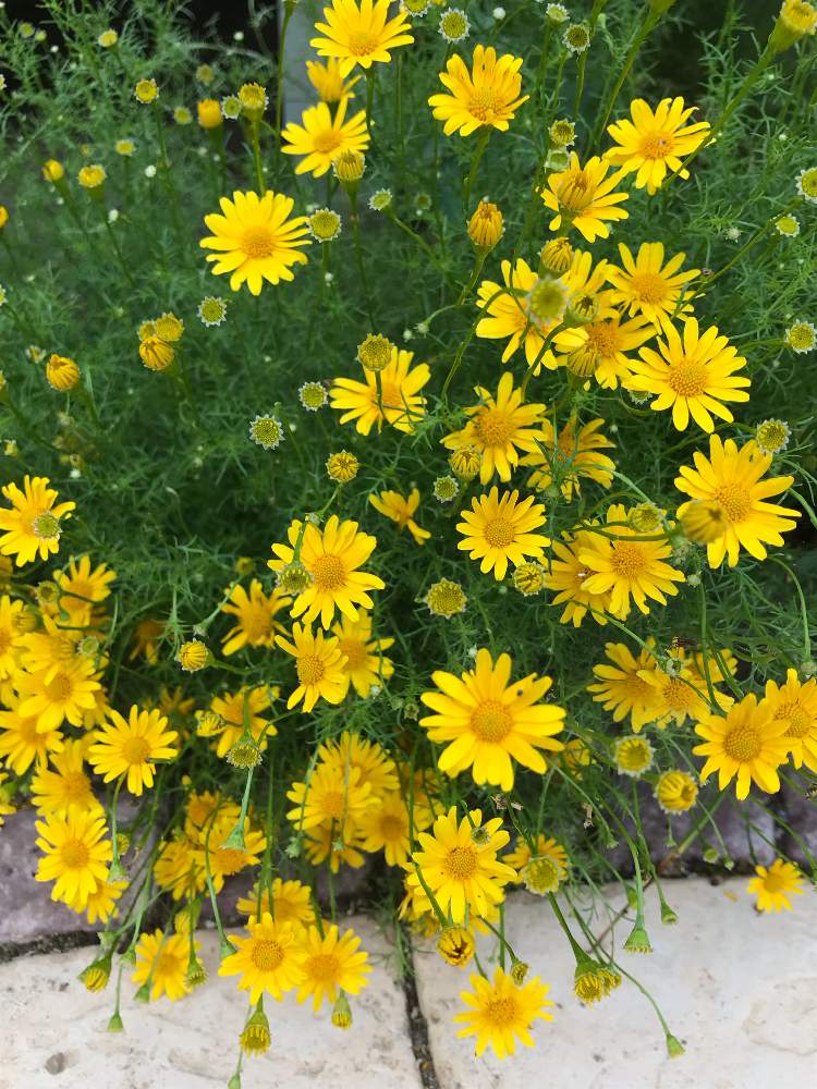 ダールベルグデージーの投稿画像 By かあこさん 花のある暮らしとおうち園芸と種から育てた花 月6月16日 Greensnap グリーンスナップ