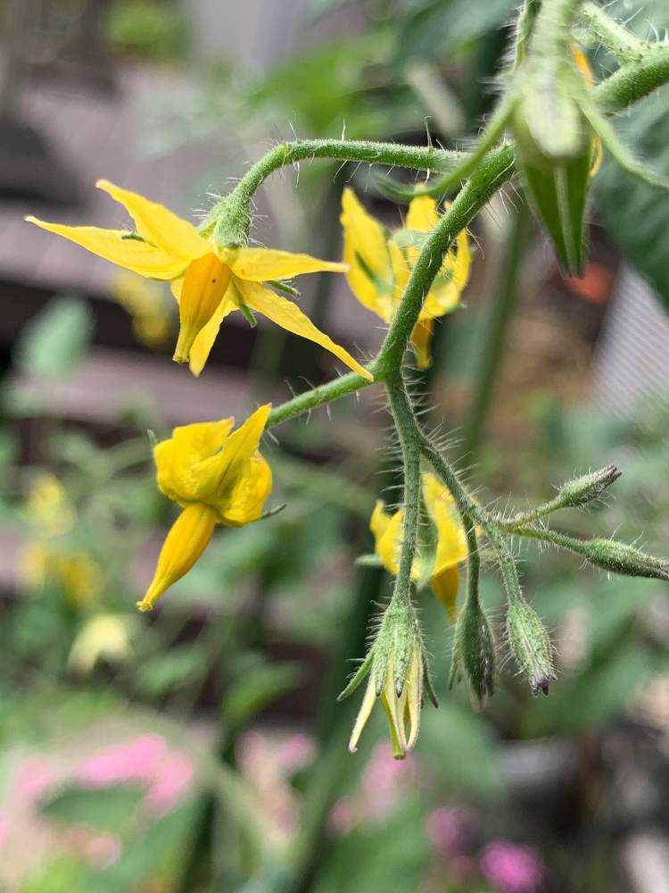 ミニトマト チェリーメイトの投稿画像 By みぃさん おうちde菜園フォトコンと家庭菜園とおうちde菜園と地植えと収穫が楽しみ 月6月16日 Greensnap グリーンスナップ