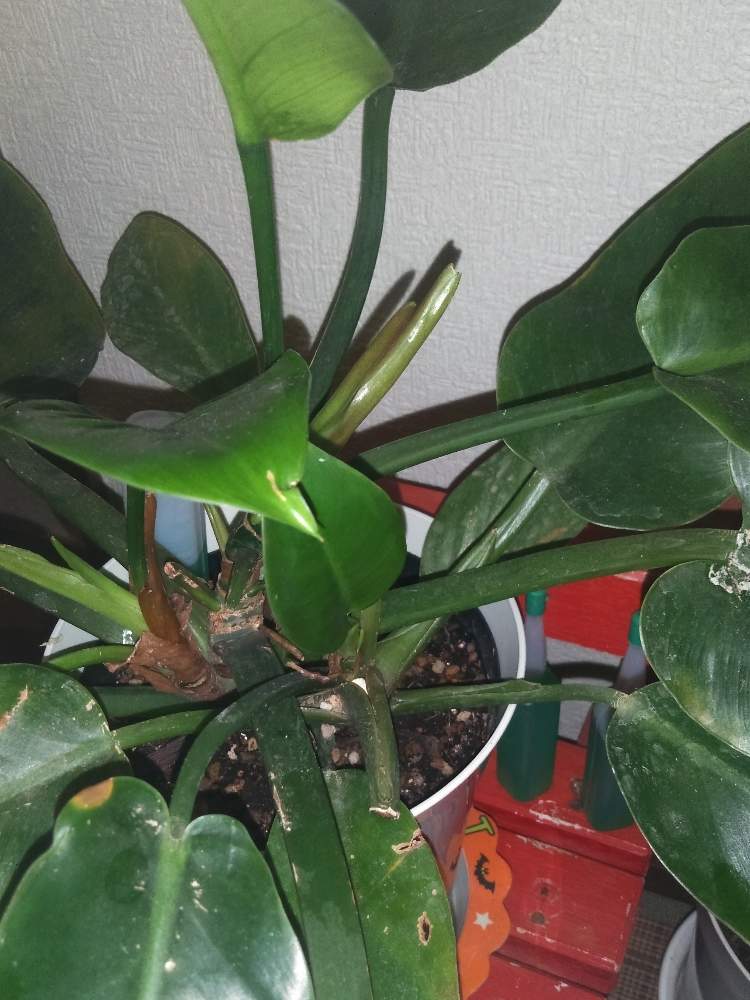 フィロデンドロンインペリアルグリーンの投稿画像 By ひなさん インドアグリーンと多肉植物と観葉植物とおうち園芸と植中毒とシダ好きと葉っぱ大好き 月6月16日 Greensnap グリーンスナップ