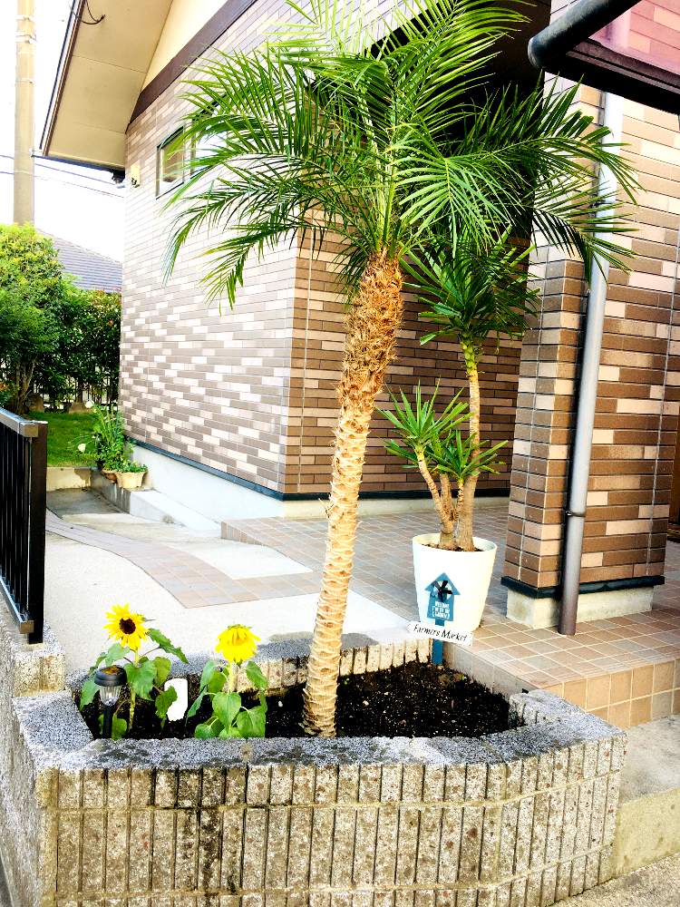 フェニックスロベレニーの投稿画像 By りょうすけさん ミニひまわりとユッカ 青年の木 月6月16日 Greensnap グリーンスナップ