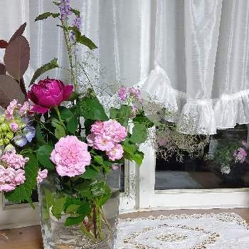 ローゼンホルン☆彡の画像 by ここさん | 窓辺と紫陽花、我家と薔薇☆とつるバラ フランソワジュランビルと草花 我家とフェアリー✨とリナリア☆と良い香りの花とおうち園芸と薔薇、我家とツルバラ☆とローゼンホルン☆彡と我家の樹とバラ・バロンジロードラン