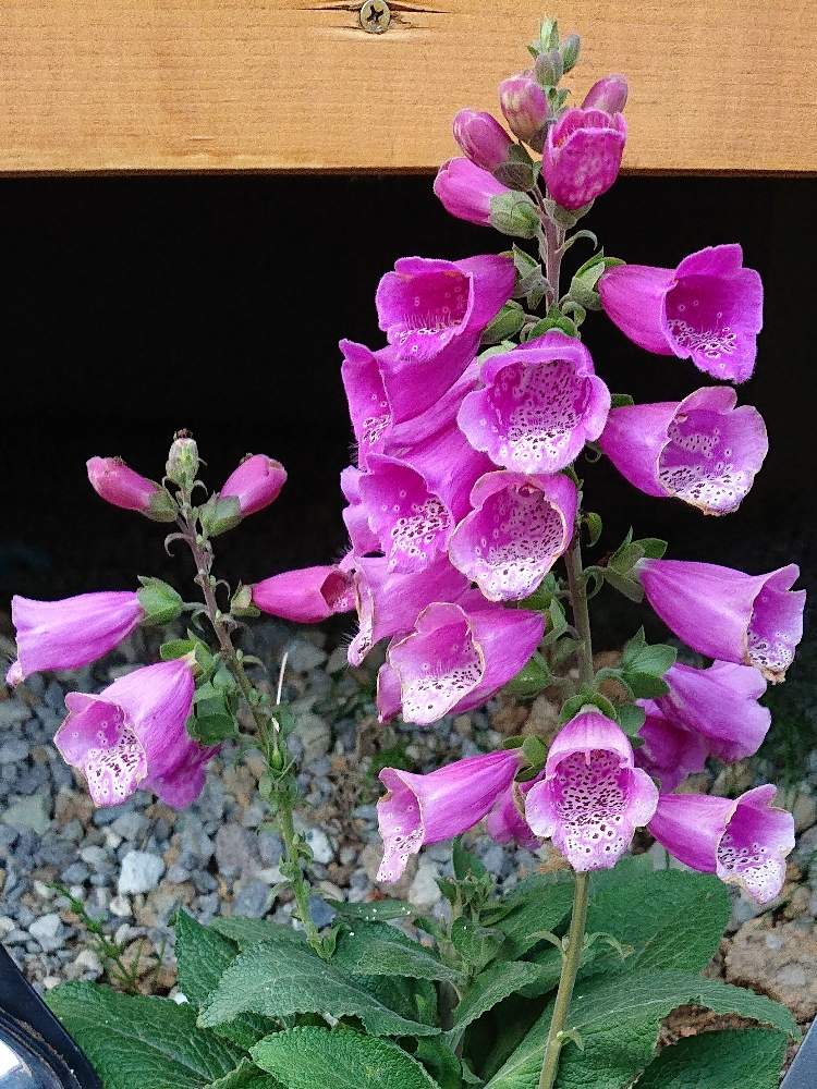 耐寒性宿根草の投稿画像 By 藍 さん 花壇と種からとおうち園芸とジギタリス と北海道 月6月16日 Greensnap グリーンスナップ