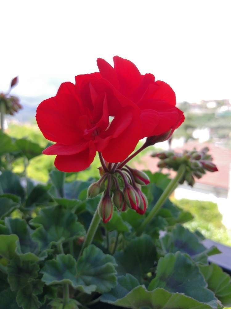 ゼラニウムの投稿画像 By Yukakoさん 赤い花と鉢植えとコンテナガーデンと今日のお花 月6月16日 Greensnap グリーンスナップ