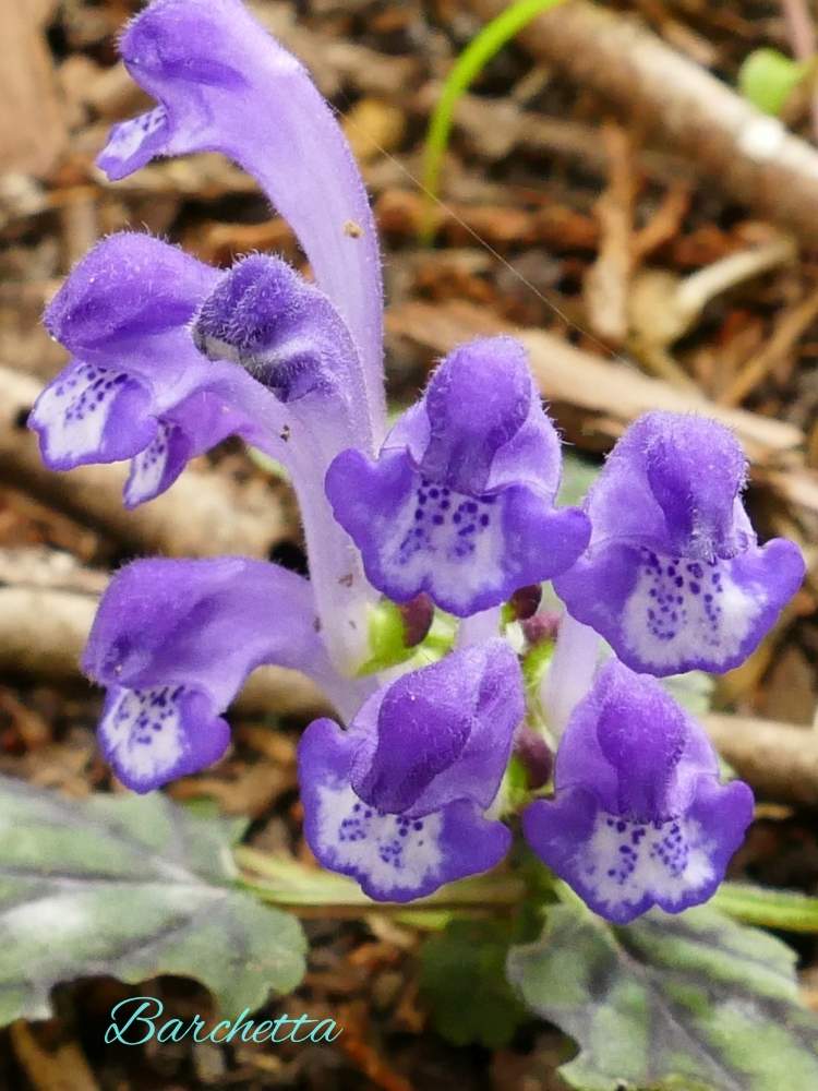 シソバタツナミソウの投稿画像 By Barchettaさん 青紫色の花と生薬と山野草と日本原産と多年草と常緑宿根 月6月17日 Greensnap グリーンスナップ