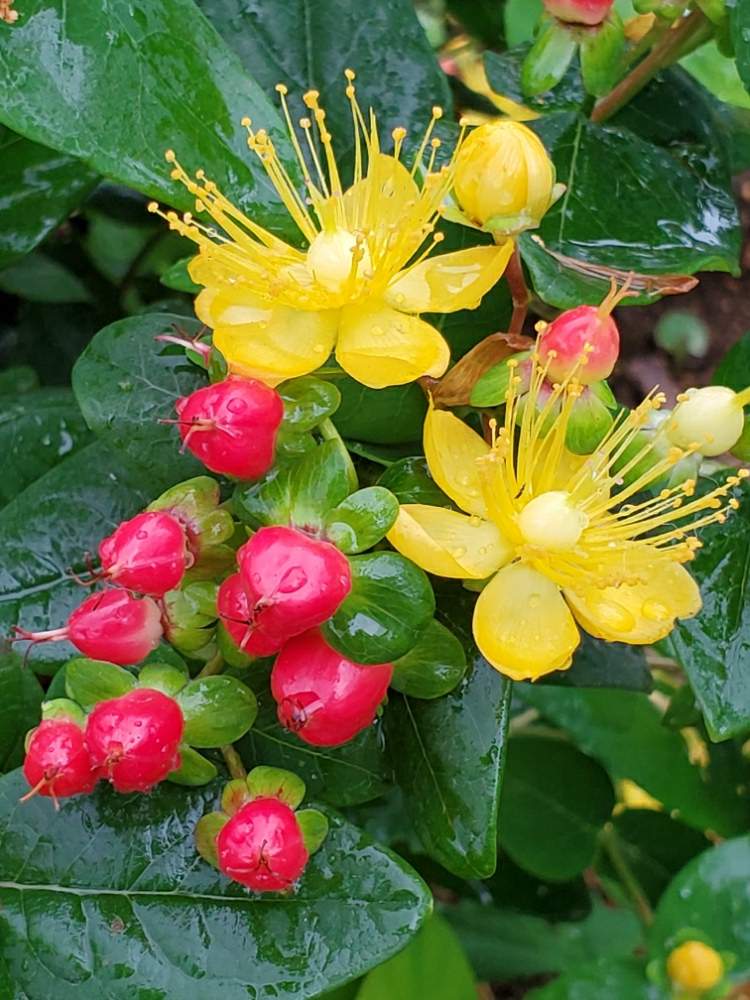 ヒペリカムの投稿画像 By Kuriさん 癒し ˇ ˇ とき れ い と感謝とimportant ƒriyondとimportant Personといつまでもと花のある暮らしとやさしい とカナちゃん とありがとう 月6月17日 Greensnap グリーンスナップ