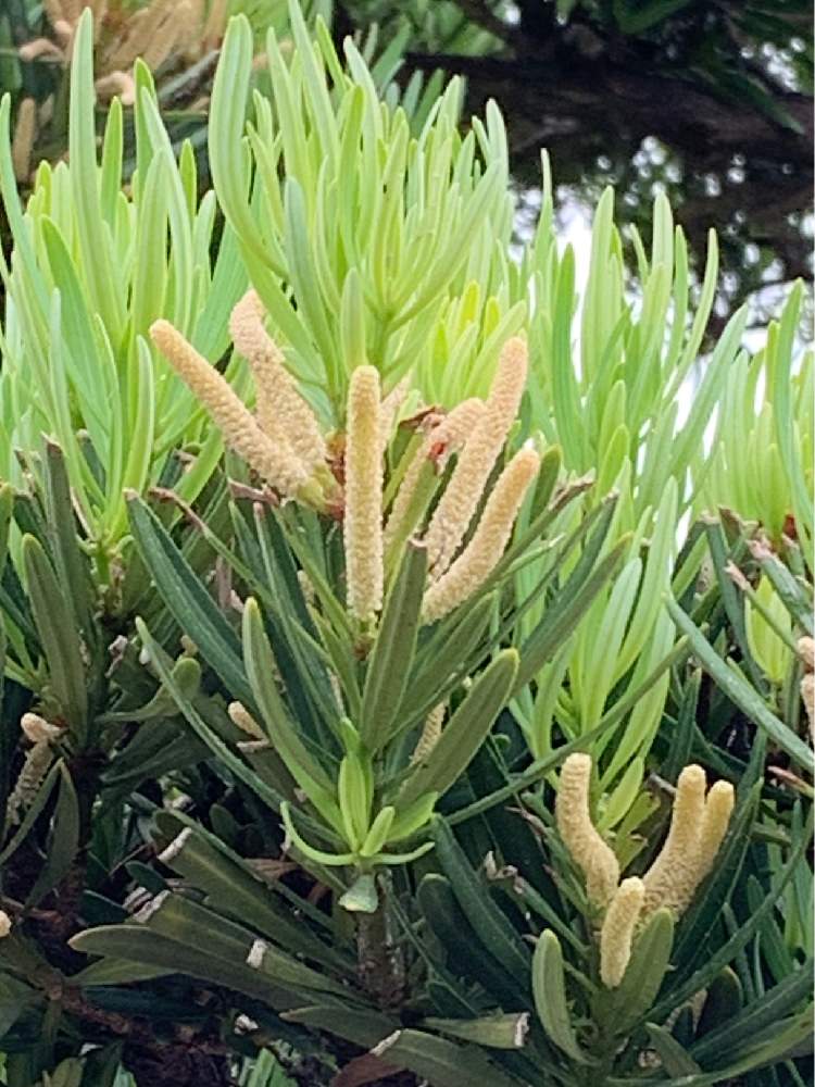 マキの投稿画像 By カナイさん 月6月17日 Greensnap グリーンスナップ